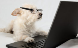 dog reading computer