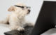 dog reading computer