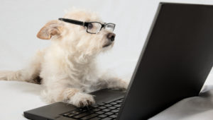 dog reading computer