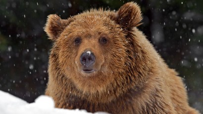 hibernate